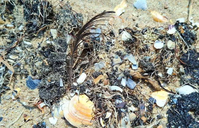 В Одесской области море снова выбросило на берег мазут и мертвую рыбу