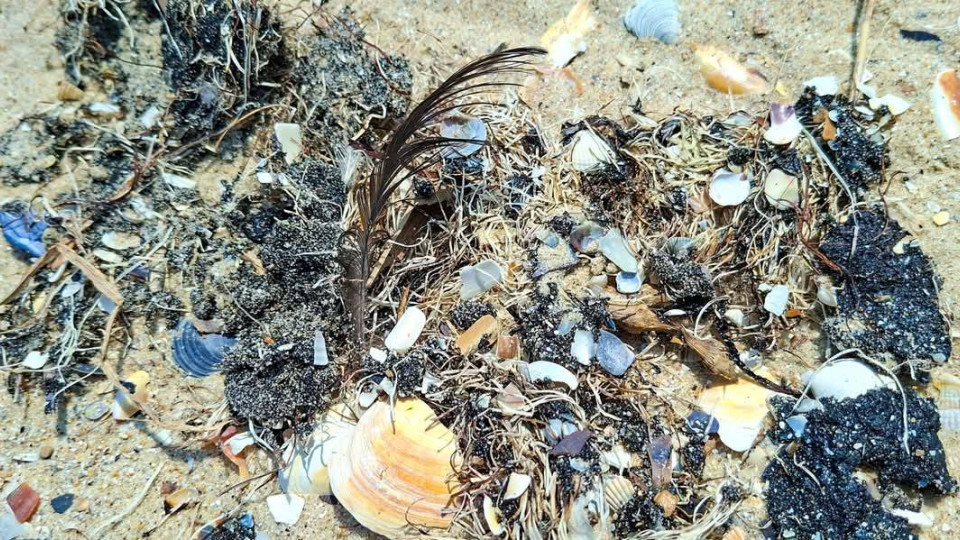 В Одесской области море снова выбросило на берег мазут и мертвую рыбу