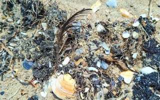 На Одещині море знову викинуло на берег мазут і мертву рибу