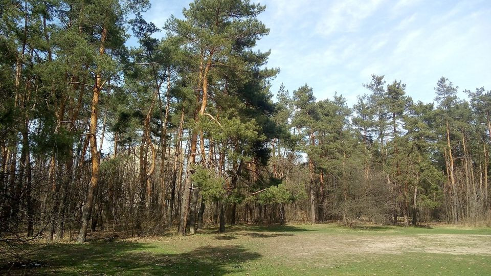 ОВА має право вимагати розірвання договору тимчасового довгострокового користування лісовою ділянкою, навіть якщо не є стороною договору — Велика Палата ВС