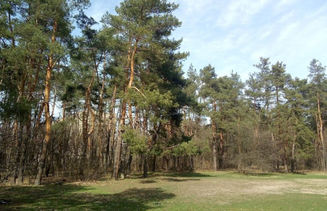 ОВА має право вимагати розірвання договору тимчасового довгострокового користування лісовою ділянкою, навіть якщо не є стороною договору — Велика Палата ВС