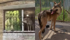 В Киеве зоозащитники спасли дикого волка, который жил в обычной квартире, видео