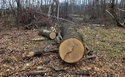 В Житомирской области молодой человек незаконно нарубил деревьев почти на 600 тысяч гривен