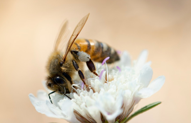 В Испании нетрезвый водитель выпустил рой пчел на полицейских — хотел отомстить за штраф