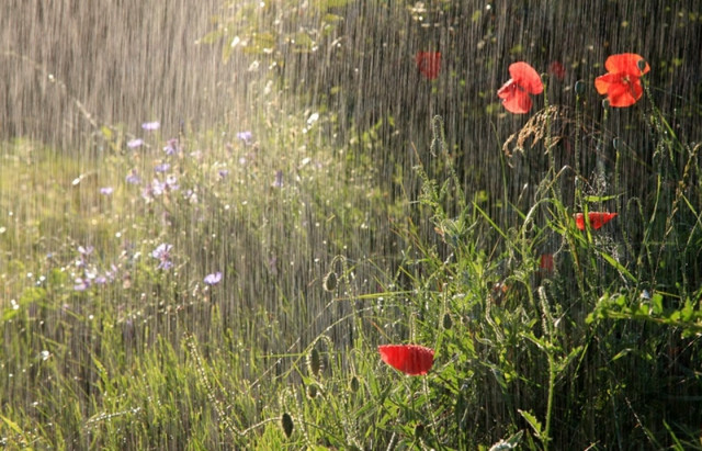 Прогноз погоди в Україні на 12 червня: дощитиме, вітряно та прохолодно