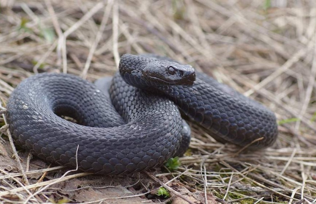 На Киевщине мужчину укусила редкая ядовитая гадюка Никольского