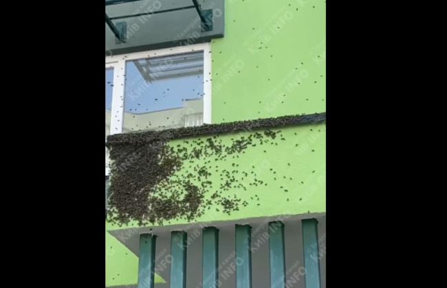 Тисячі бджіл оселилися в будинку ЖК Сирецькі Сади у Києві
