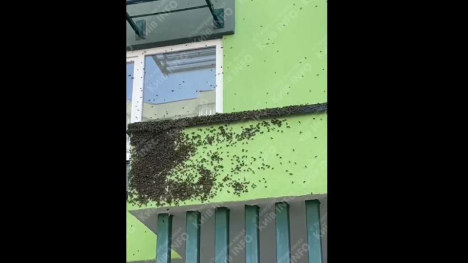 Тисячі бджіл оселилися в будинку ЖК Сирецькі Сади у Києві