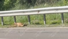 Під Києвом автівка збила косулю – відео