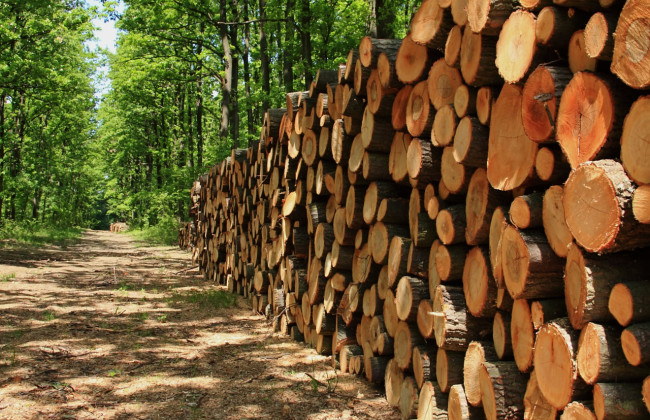 Кабмин упростил правила рубок и приблизил их к евростандартам