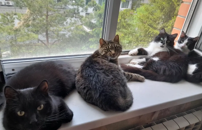 Суд обязал женщину освободить квартиру от животных из-за антисанитарии и жалоб соседей — детали дела