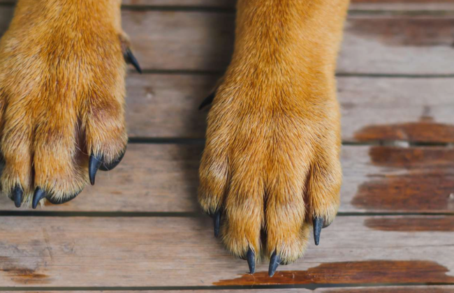 В Ровенской области мужчина застрелил собаку из пистолета — живодеру грозит до 8 лет лишения свободы