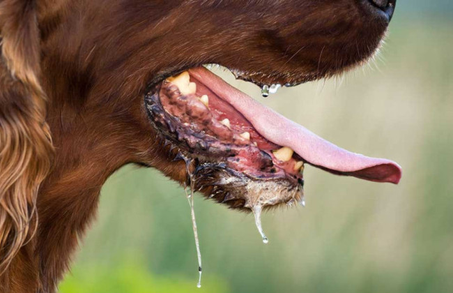 На Сумщине рекордно растет количество случаев бешенства