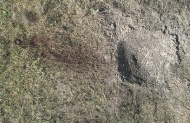 В Чернобыльской зоне на российской мине подорвался краснокнижный конь Пржевальского