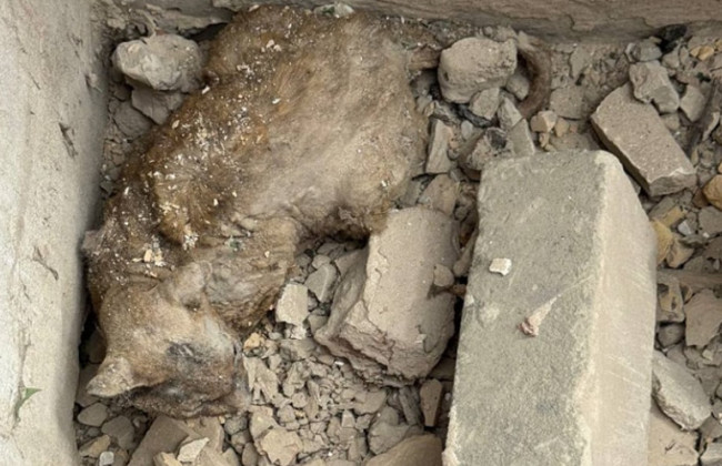 Под завалами дома в Киеве нашли кота, который провел там несколько дней — фото