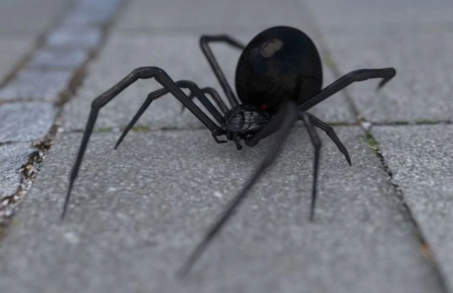 Ядовитые пауки активизировались на юге Украины — как они выглядят и что о них известно