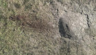 В Чернобыльской зоне на российской мине подорвался краснокнижный конь Пржевальского