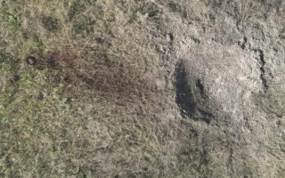 В Чернобыльской зоне на российской мине подорвался краснокнижный конь Пржевальского