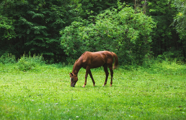 В Ивано-Франковской области неизвестный застрелил коня из ружья — животное было на пастбище