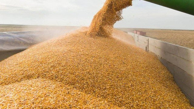Злоупотребление полномочиями и растрата зерна: судили директора ООО, который нанес ущерб государству более чем на 8 млн гривен
