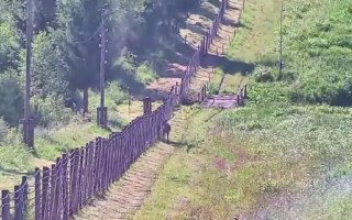 Прикордонники зняли на відео незвичного рогатого колегу на Сянках