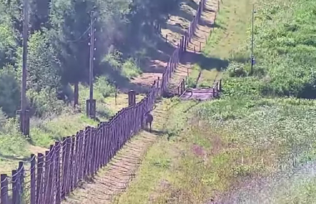 Пограничники сняли на видео необычного рогатого коллегу на Сянках