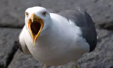 Почта под атакой – в Британии почтальонов преследуют агрессивные чайки