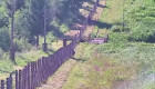 Пограничники сняли на видео необычного рогатого коллегу на Сянках