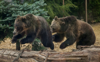 У Британії два ведмеді втекли з вольєра та з’їли тижневий запас меду, відео