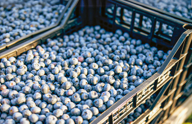 Сезон лохини в Україні стартував із рекорду: що відбувається з цінами на ягоди