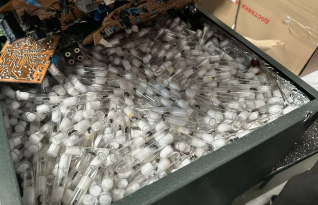 Контрабанда шестилапих – судили ужгородця за відправлення мурах до Польщі