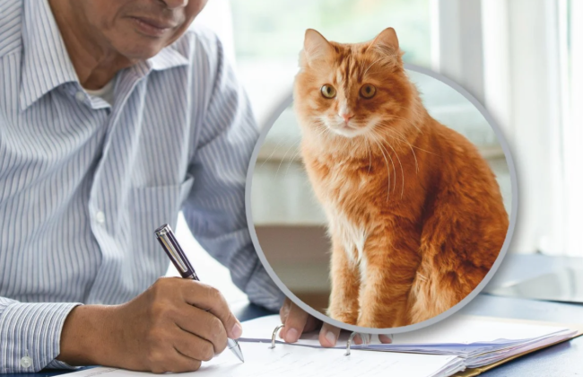 У Китаї 82-річний чоловік хоче залишити весь спадок тому, хто доглядатиме за його кішкою