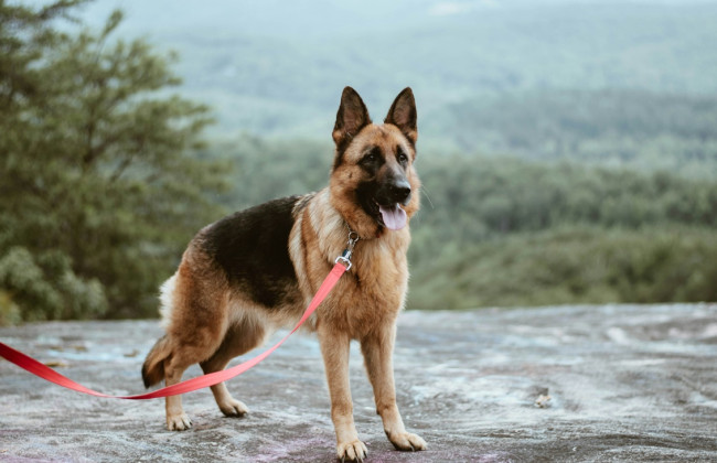 У Почаєві німецька вівчарка покусала обличчя 11-річної дівчинки — власника собаки судитимуть