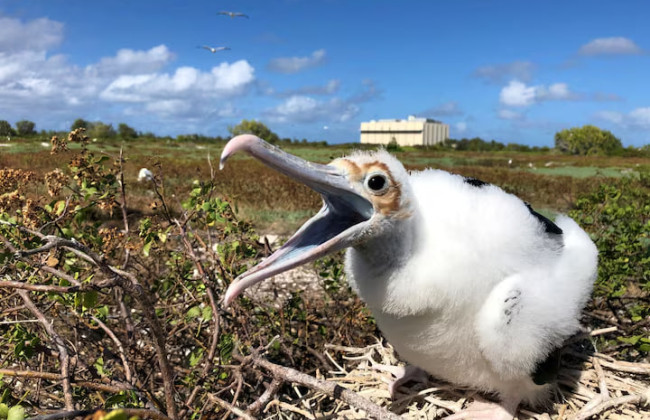 Птицы против ракет – ВВС США остановили проект SpaceX из-за экологов
