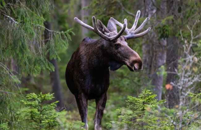 Браконьер из Черниговщины убил лося из Красной книги — теперь будет отвечать перед судом