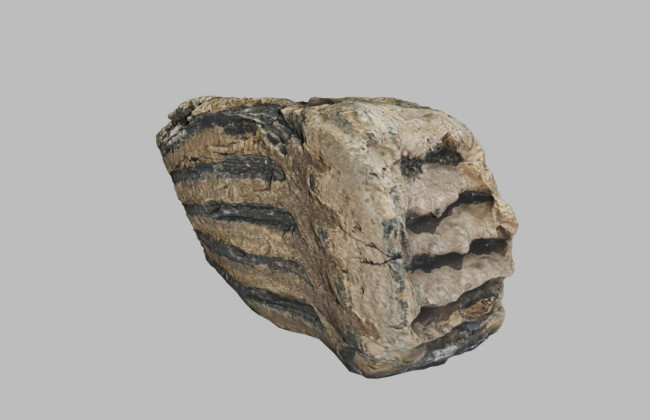 Военнослужащий на Ровенщине во время обустройства позиций нашел зубы мамонта