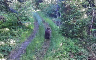 Кордон під лапою – прикордонники на Львівщині зафіксували незвичайного гостя