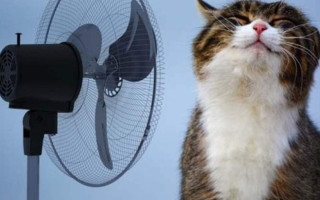 Спека посилюється: 7 липня у Києві прогнозують 34°C, в області – 36°C