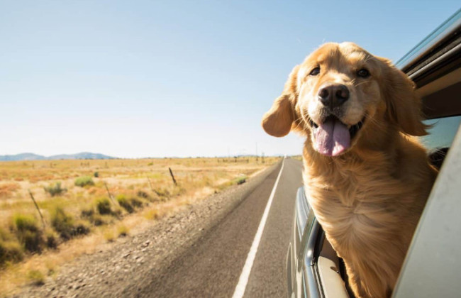 Кабмин внес изменения в правила транспортировки животных автомобильным транспортом