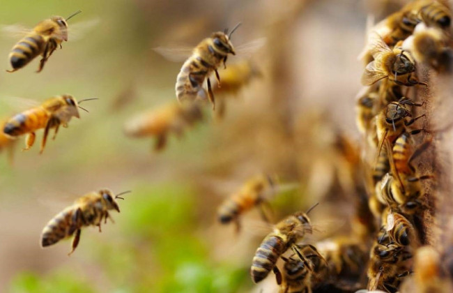 Рой террора: во Франции пчелы устроили массовую атаку на прохожих