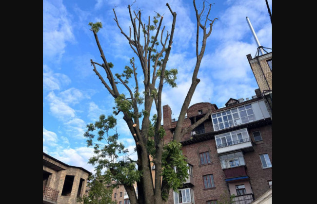 Петиция за ликвидацию «Киевзеленстроя» набрала необходимое количество голосов