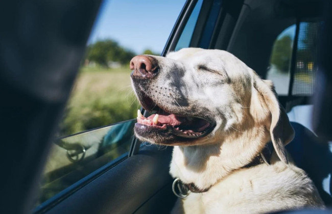 Киевлян призывают не оставлять животных в автомобиле в жару — это опасно для их жизни