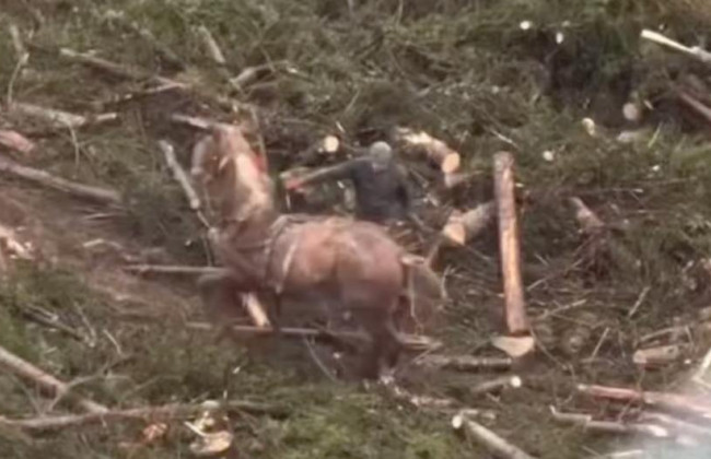 Избиение лошади в Буковеле – суд дал минимальный штраф обидчику