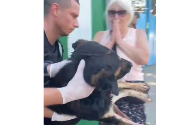 В Одессе стреляли в пса — животное госпитализировали, полиция открыла производство