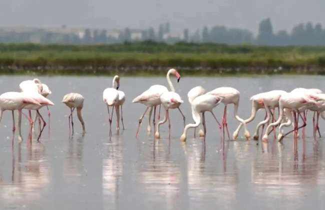 В Італії фермери зіткнулися з незвичною проблемою – фламінго нищать рис для ризото