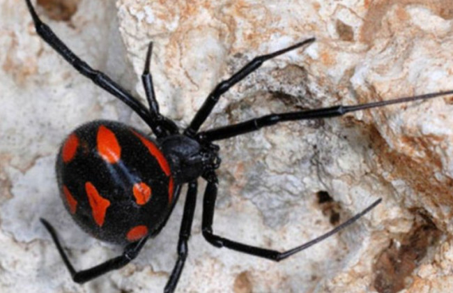 В 2025 году в Ивано-Франковской области зафиксировали три вида ядовитых пауков