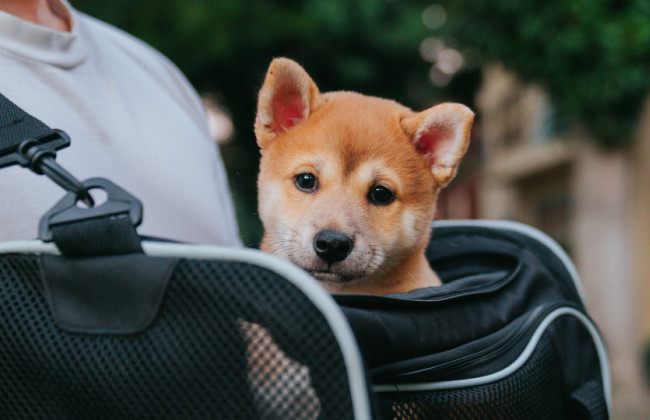 В Киеве инициируют изменение правил перевозки животных в метро: стартовало обсуждение