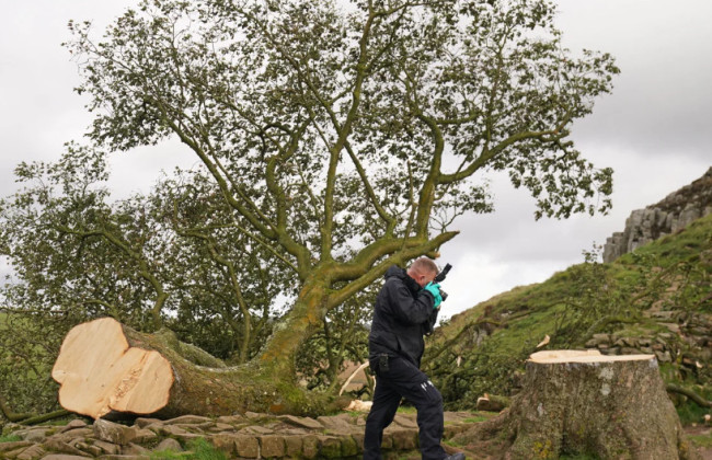 В Британии двух мужчин, которые срубили 200-летнее «дерево Робин Гуда», отправили за решетку
