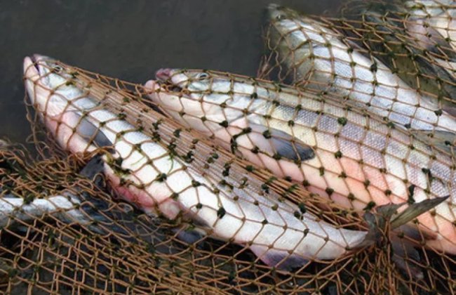 В Винницкой области предприниматель бесплатно использовал 280 гектаров водного фонда для незаконного вылова рыбы