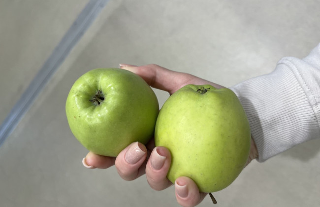 Яблоки нового урожая почти втрое дороже, чем в прошлом году — аналитики